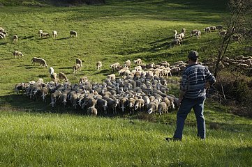 Shepherd bringt ihre Lacaune -Schafe im Frühlingslust zusammen
