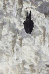 Lesser horseshoe bat hibernating at cave ceiling Italy
