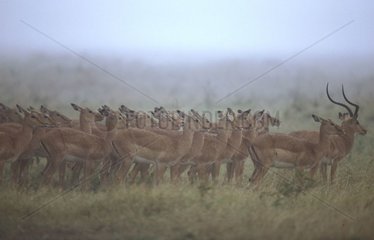 Impala male and its harem under the rain Masaï Mara Kenya