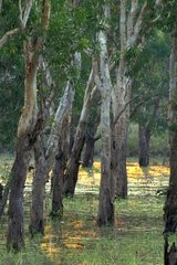 Groupe d'Eucalyptus dans un marais Saison sèche Australie