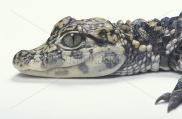 Porträt eines jungen Alligators Chinas Frankreich
