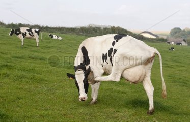 Eine Holstein -Kuh kratzt sich mit seinem Hinterbein den Kopf