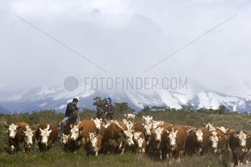 Gauchos leading their cows herd Chilean Patagonia