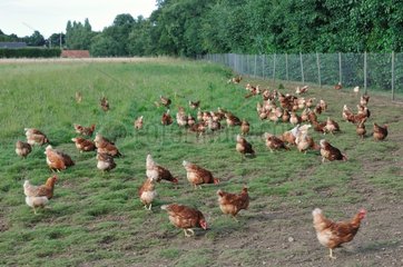 Organic laying hens on their way outside Britain France
