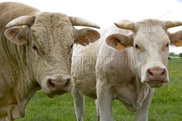 Portrait of Cows race 'Charolaise' Charolais France