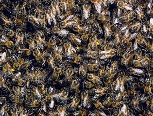 Honig -Europa Bienen
