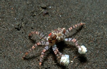 Crabe boxeur se cachant dans le sable Tulamben Bali
