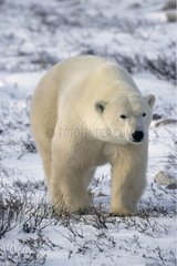 Male polar bear going State of Manitoba Canada