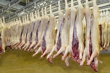 Carcasses de porcs en chambre froide à l'abattoir