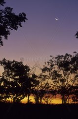Savanna and moon Liechfield NP Australia NT