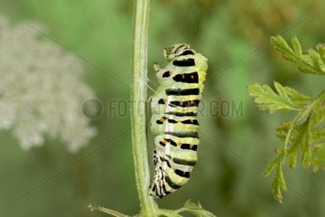 Caterpillar of Old world swallowtail on a stem molting