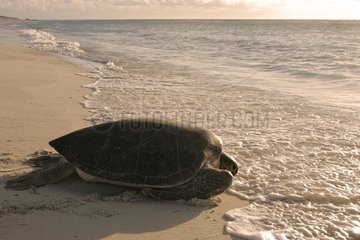Green sea turtle Seychelles