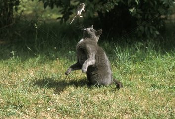 Chat de gouttière jouant avec une souris France