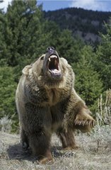 Grizzly agressif Alaska USA
