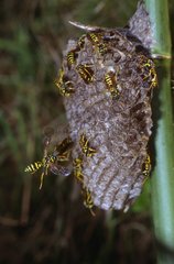 Wasp Nest of Social wasps