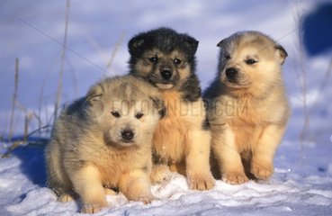 Chiots huskys dans la neige Canada