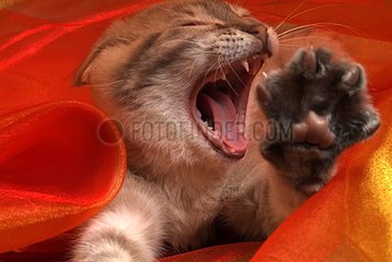 Portrait of a Siamese cross Kitten in a red net curtain