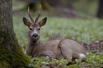 Yearling male deer lied down in the litter in forest