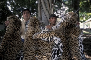 Jaguar Skins illegal Poache Yucatàn Mexiko