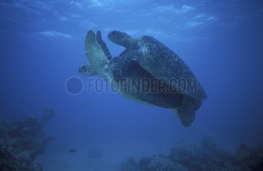 Australische grüne Schildkrötenkupplung