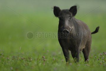 Wild boar female in grass France