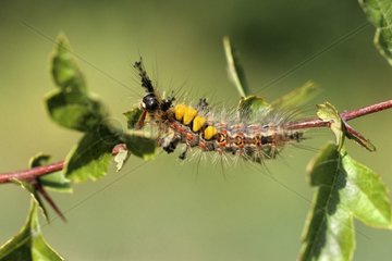 Caterpillar of Rusty Tussock France