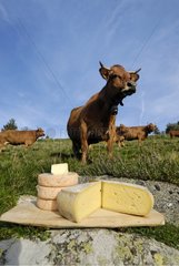 Käse und regionale Kühe auf der Wiese