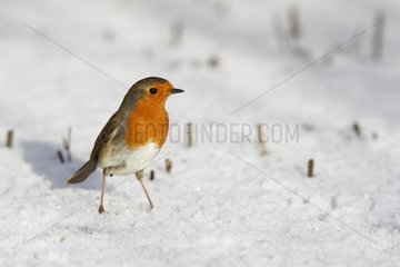 Robin standing on snow Great Britain