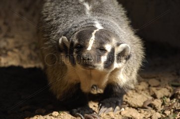 American Badger sniffing in search of prey North America