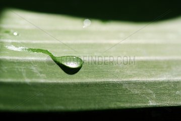 Water drop on a leaf Martinique