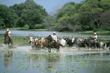 Llaneros bringt Zebus im Llanos Venezuela zusammen