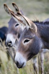 Provence Donkeys in pasture France