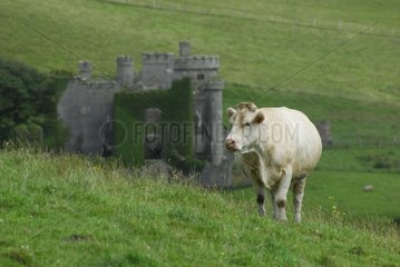 Charolais Cow and Castle Cliften Connemara Ireland