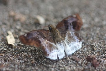Butterfly resting on the sand Indonesia