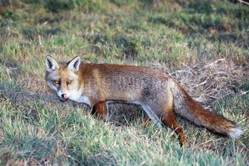 Roter Fuchs im Buchtgras von Seine Frankreich
