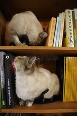 Two cats lying in the bookcase and observes France