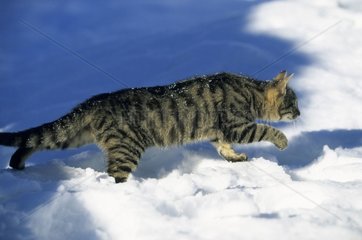 Chat domestique dans la neige