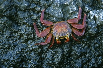 Sally Lightfoot Crab auf einem Rock Plaza Sur Island Galapagos