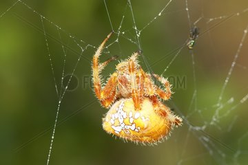 Araneus quadratus Spider auf seinem Spinnweb