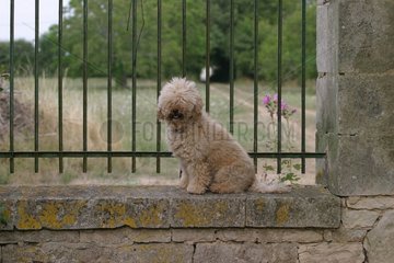 Pudel sitzt an einer Wand vor einem Gitter Frankreich