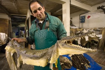 Vorbereitung einer Krokodil -Gerberei Chartreuse Rougy Frankreich
