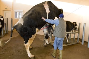 Preparation of Holstein bull before semen sample