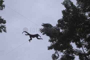 Spinnenaffen springt zu einem Baum Corcovado Costa Rica