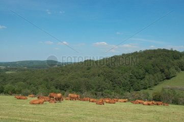 Troupeau de vaches sur le plateau des mille vaches Creuse