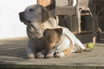 Hunde  die auf einer Terrasse Frankreich ruhen