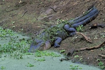 Alligator américain sommeillant la gueule dans l'eau USA