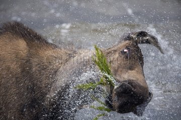 Elk shaking his head and splashing Yukon Canada