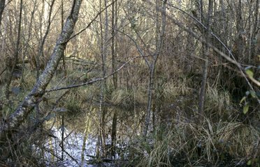 La Hure marshes Habitat of European Mink Gascony