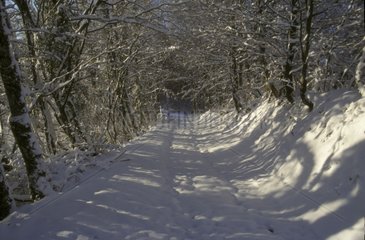Waldweg unter dem Schnee Saint Aupre Frankreich