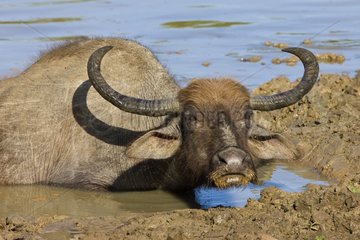 Wasserbuffalo im Schlamm Yala Nationalpark Sri Lanka
